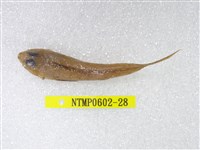 藏品(絲鰭斜棘(魚銜))的圖片